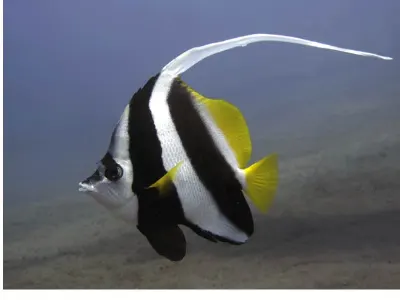 Banner Butterflyfish