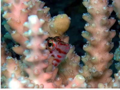 Hiding Hawkfish