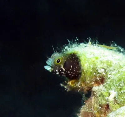 Spiney Head Blenny