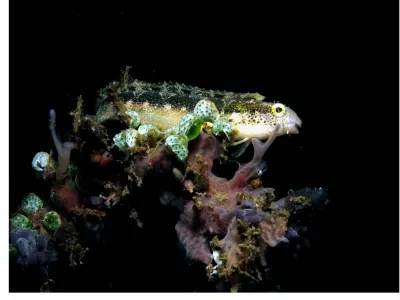 Fang Blenny