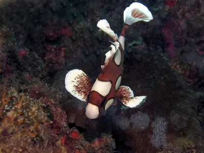 Juvenile Harlequin-Sweetlips