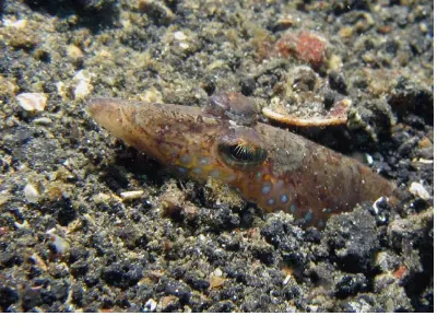 Sand Perch