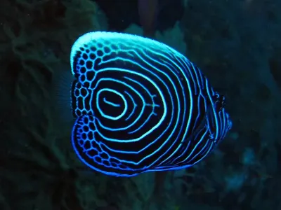 Harlequin Sweetlips