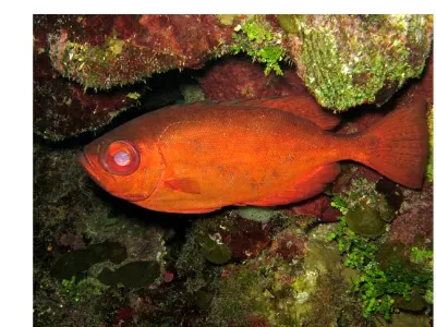 Goatfish Gathering