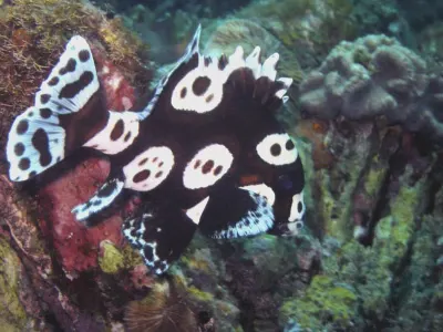 French Angelfish