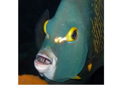 Cardinalfish