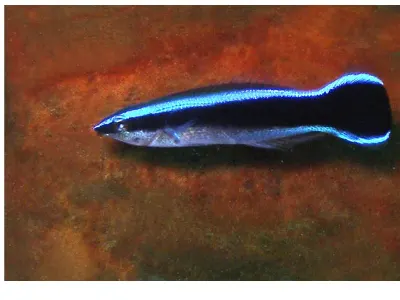 Fang Blenny Hideout