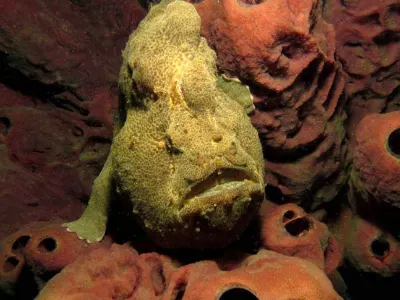 Clown Triggerfish