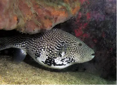 Red Coris Wrasse