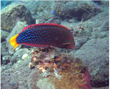 Spine Cheek Anemonefish