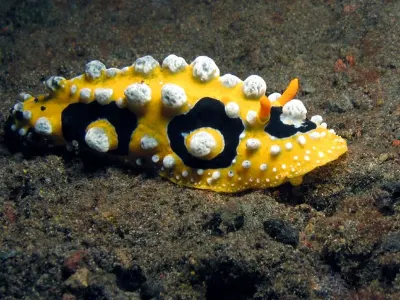 Phyllidia oscellata