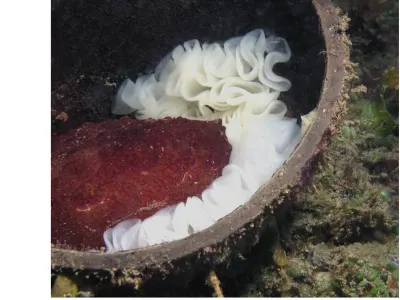 Pleurobranchus with Eggs in Coconut Shell