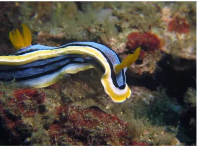 Chromodoris annae