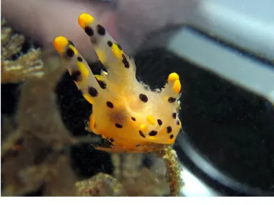 Thecacera sp. 3