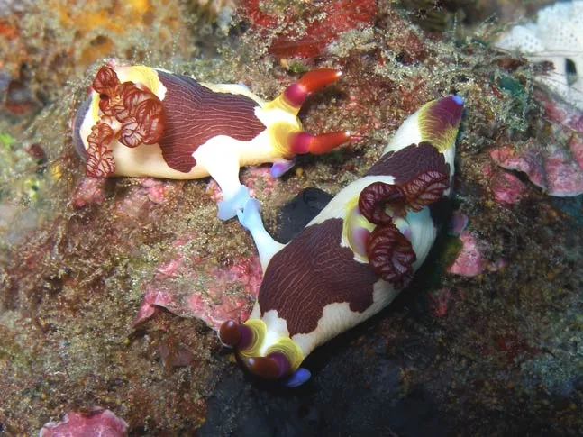 Two Nembrotha chamberlaini nudibranchs mating on the reef