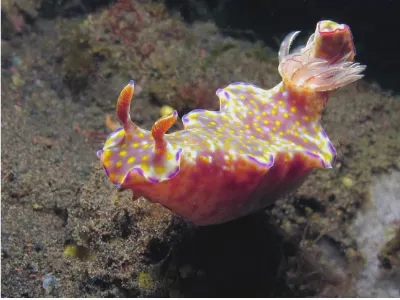 Ceratosoma trilobatum
