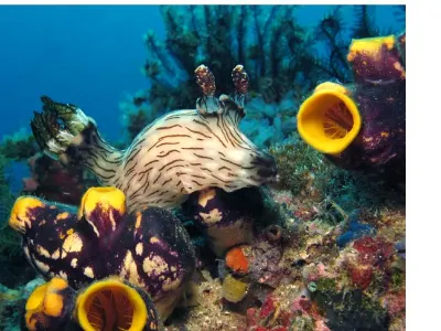 Jorunna rubescens