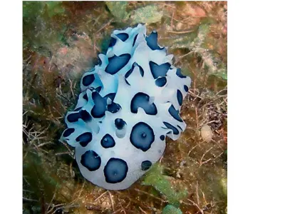 Black Spotted Nudibranch