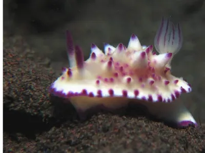 Mexichromis