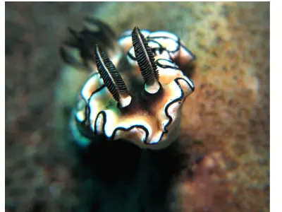 Glossodoris sibogae