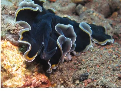 Flatworm