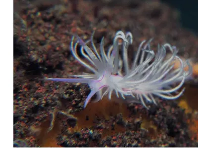Flabellina