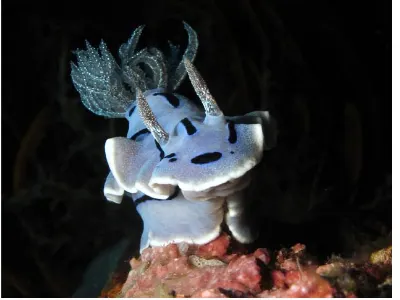 Chromodoris willani