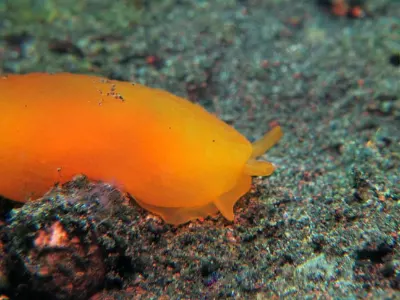 Apricot Side Gill Slug