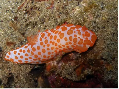 Gymnodoris