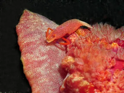 Shrimp on Spanish Dancer
