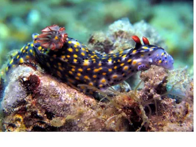 Hypselodoris