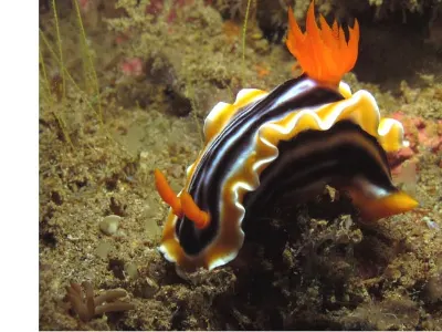 Chromodoris magnifica