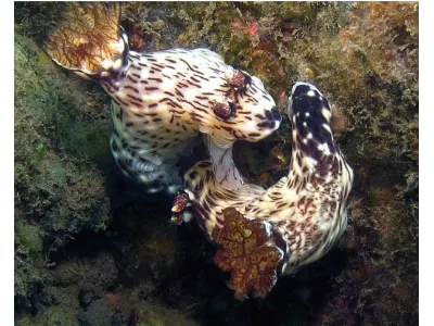 Jorunna rubescens Mating