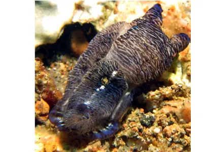 Philinopsis