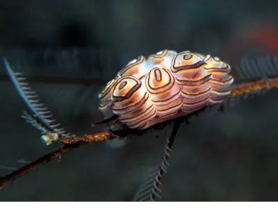 Doto Doughnut Nudi