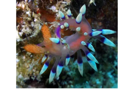 Flabellina Exoptata