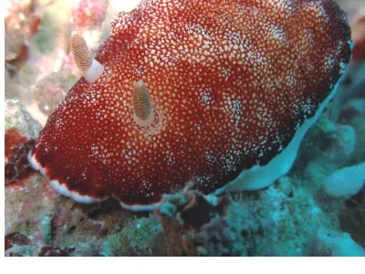 Chromodoris
