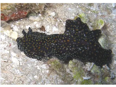Leopard Flatworm