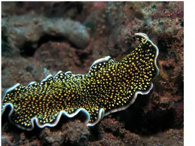 Flatworm