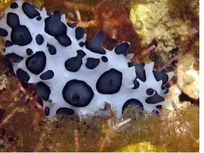Black Spotted Nudibranch