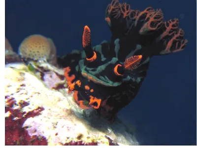 Nembrotha
