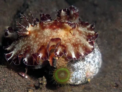 Aphelodoris gigas