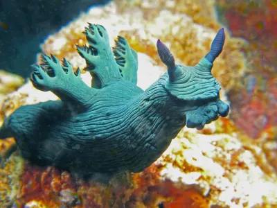 Millers Nembrotha