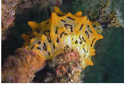 Batangas okinawa
