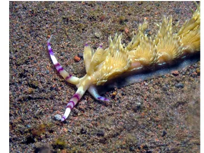 Pteraeolidia ianthina