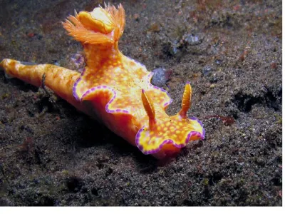 Ceratosoma trilobatum
