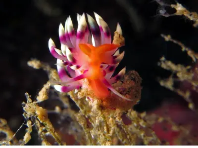 Flabellina expotata