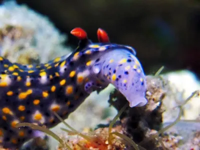 Nudi Feeding Tube