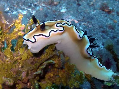 Glossodoris atromarginata