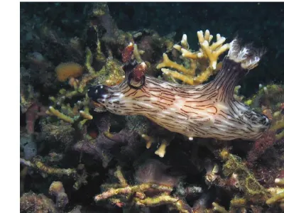 Jorunna rebescens